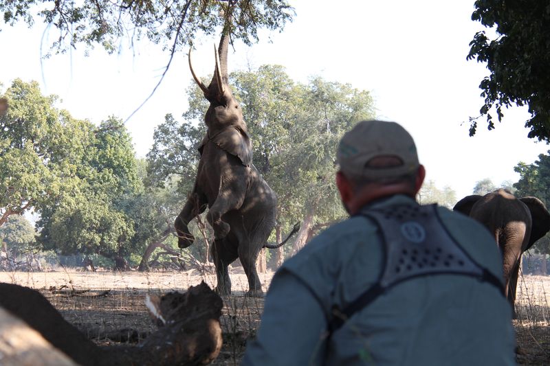 Mana Pools National Park Mana Pools National Park safari Zimbabwe